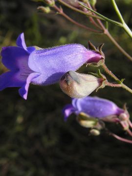 Image of Sonoran beardtongue