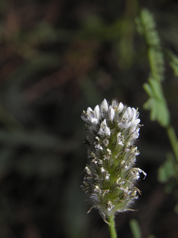 Imagem de Dalea leporina (Aiton) Bullock