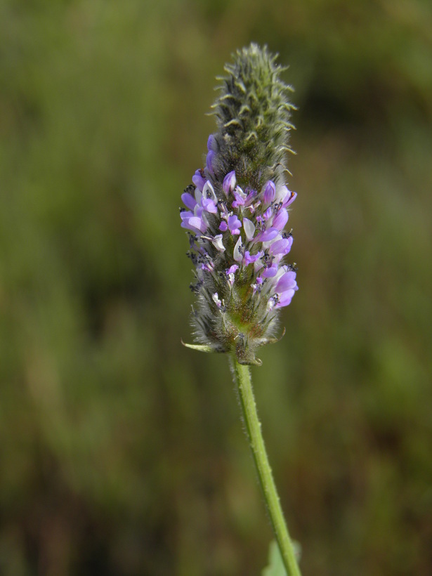 Imagem de Dalea leporina (Aiton) Bullock