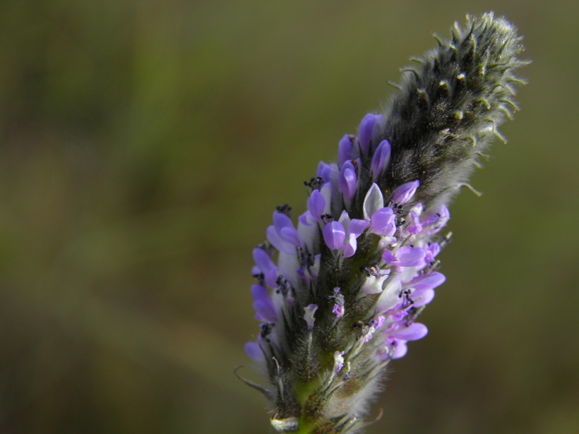 Imagem de Dalea leporina (Aiton) Bullock