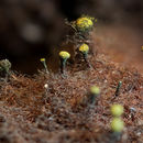 Слика од Mycocalicium sequoiae Bonar