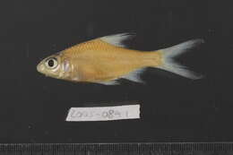 Image of Cyclocheilichthys