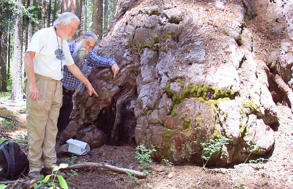 Image of Sequoia mycocalicium lichen