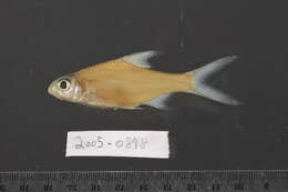 Image of Cyclocheilichthys