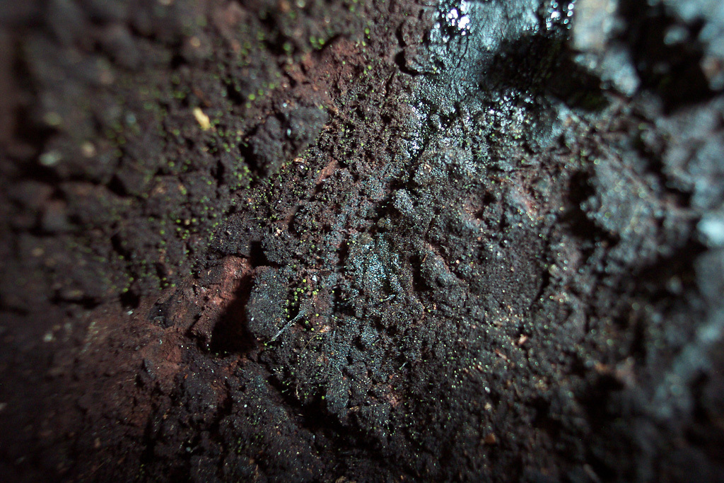 Image of Sequoia mycocalicium lichen