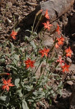 Image de Silene laciniata subsp. greggii (Gray) C. L. Hitchc. & Maguire