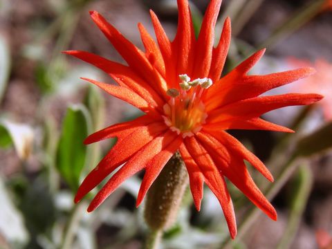 Image de Silene laciniata subsp. greggii (Gray) C. L. Hitchc. & Maguire