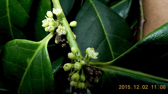 Image of Casearia melliodora Eichler