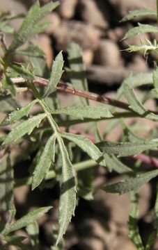 Plancia ëd Tagetes triradiata Greenm.