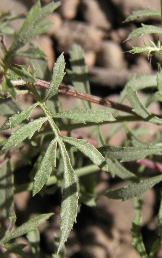 Tagetes triradiata Greenm. resmi