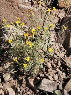 Image of Tagetes triradiata Greenm.