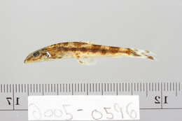 Image of river loaches
