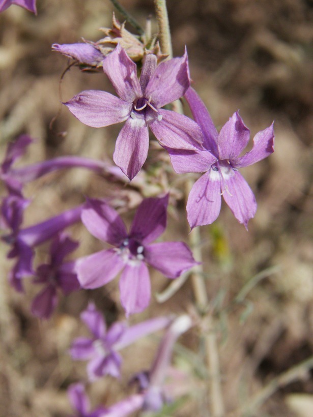 Image of Macomb's ipomopsis