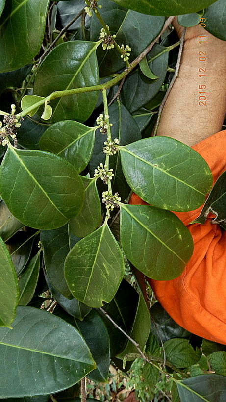 Image of Casearia melliodora Eichler