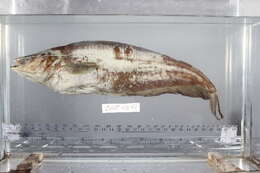 Image of sheatfishes