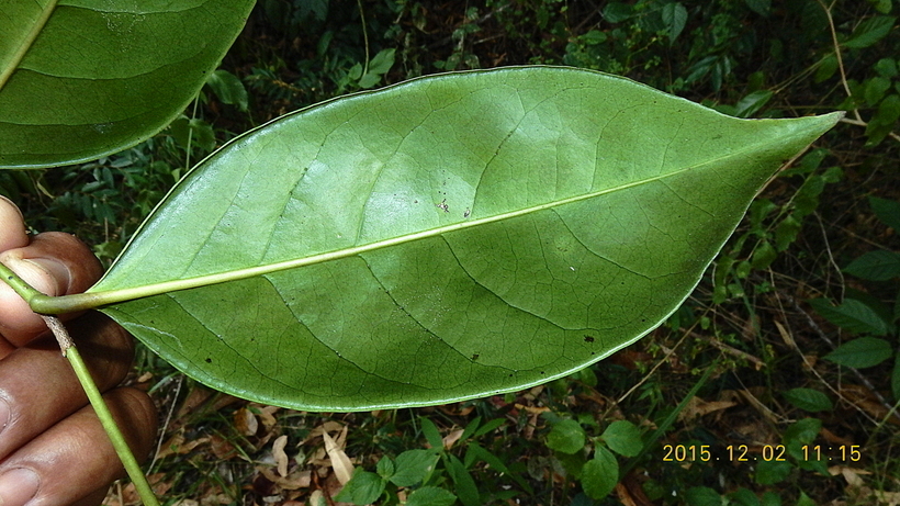 Image of Casearia melliodora Eichler