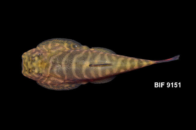 Image of Torrent loaches