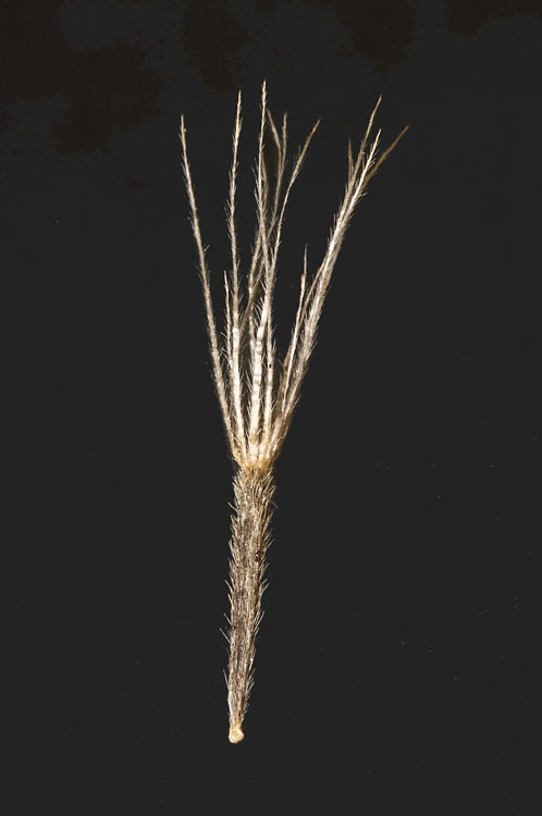 Image of Muir's raillardiopsis