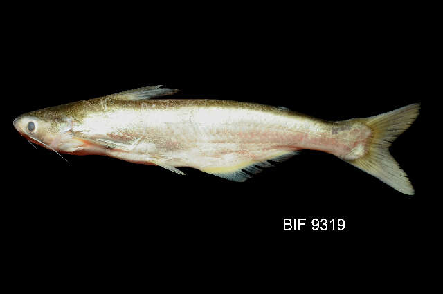 Image of Pangasius