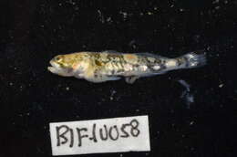 Image of Schismatogobius