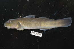 Image of Sicyopterus