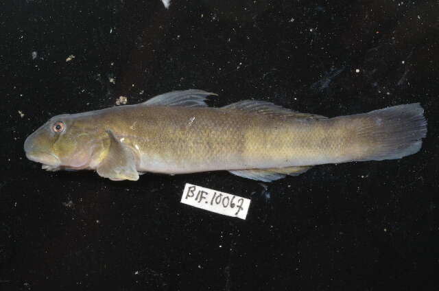 Image of Sicyopterus