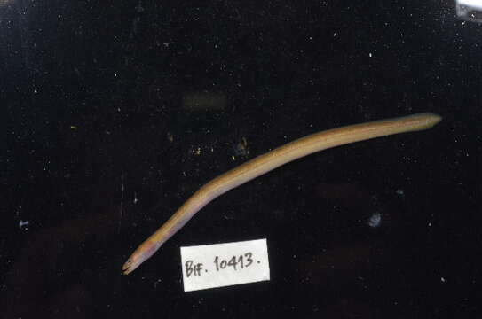 Image of freshwater eels