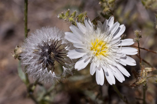 Слика од Calycoseris wrightii A. Gray