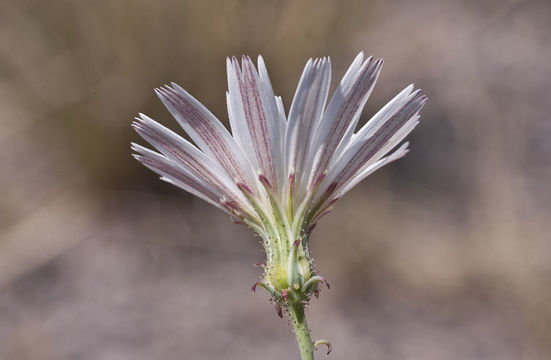 Слика од Calycoseris wrightii A. Gray