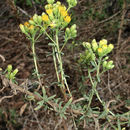 Image of Menzies' goldenbush