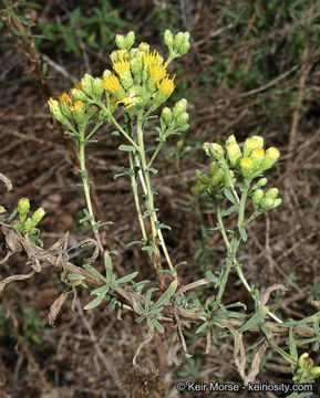 Image of Menzies' goldenbush