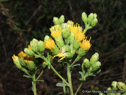 Imagem de Isocoma menziesii var. vernonioides (Nutt.) G. L. Nesom