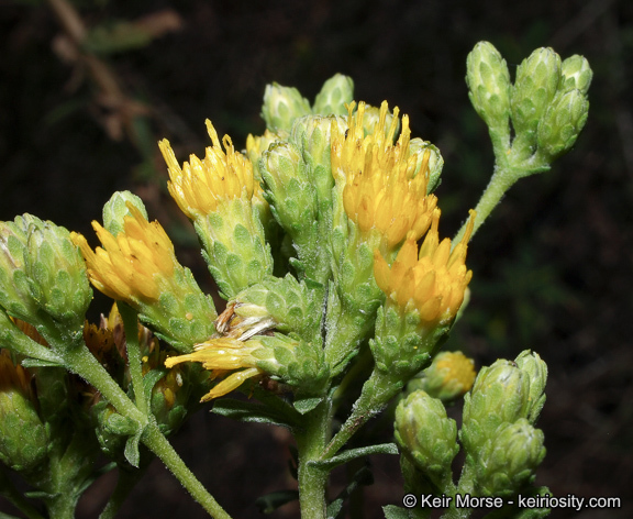 Imagem de Isocoma menziesii var. vernonioides (Nutt.) G. L. Nesom