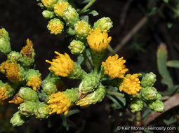 Imagem de Isocoma menziesii var. vernonioides (Nutt.) G. L. Nesom