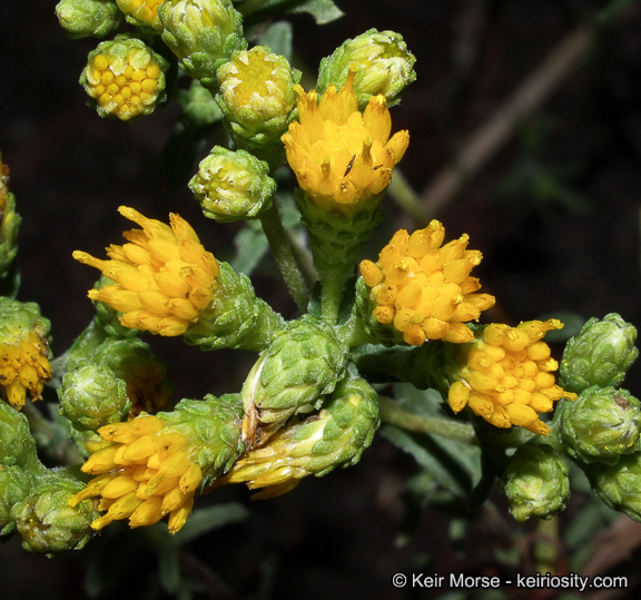 Imagem de Isocoma menziesii var. vernonioides (Nutt.) G. L. Nesom