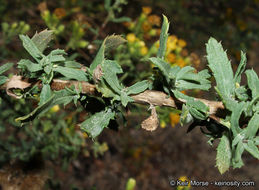 Слика од Isocoma menziesii var. vernonioides (Nutt.) G. L. Nesom