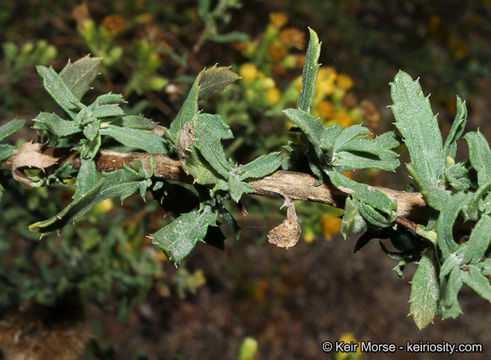 Image of Menzies' goldenbush