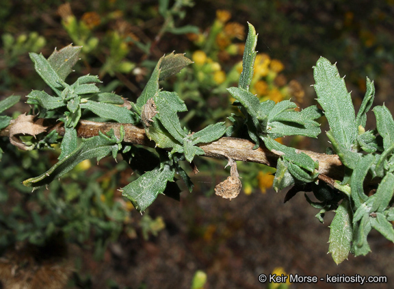 Imagem de Isocoma menziesii var. vernonioides (Nutt.) G. L. Nesom