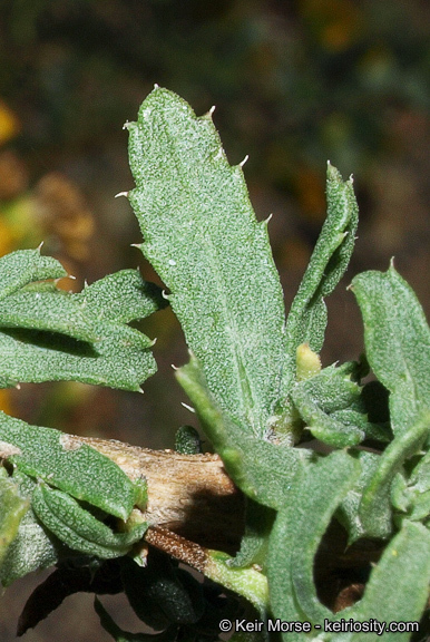 Imagem de Isocoma menziesii var. vernonioides (Nutt.) G. L. Nesom