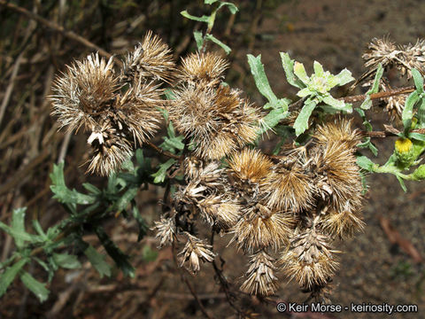 Image de Isocoma menziesii var. vernonioides (Nutt.) G. L. Nesom