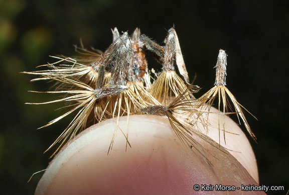 Imagem de Isocoma menziesii var. vernonioides (Nutt.) G. L. Nesom