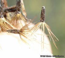 Imagem de Isocoma menziesii var. vernonioides (Nutt.) G. L. Nesom