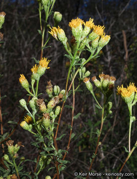 Image de Isocoma menziesii var. vernonioides (Nutt.) G. L. Nesom