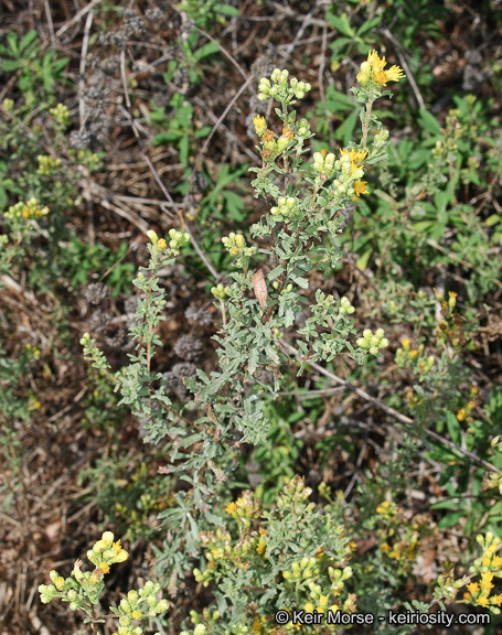 Imagem de Isocoma menziesii var. vernonioides (Nutt.) G. L. Nesom