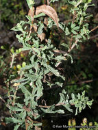 Image of Menzies' goldenbush