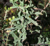 Image of Menzies' goldenbush