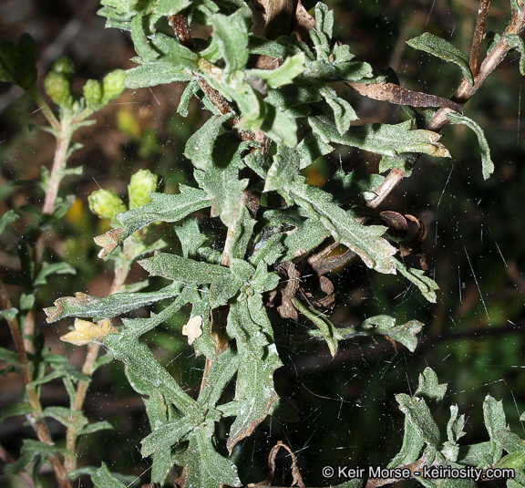 Слика од Isocoma menziesii var. vernonioides (Nutt.) G. L. Nesom