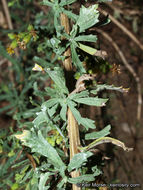 Image of Menzies' goldenbush