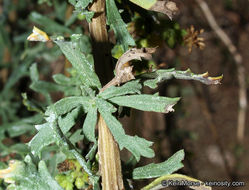 Image of Menzies' goldenbush