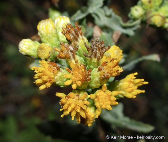 Image de Isocoma menziesii var. vernonioides (Nutt.) G. L. Nesom